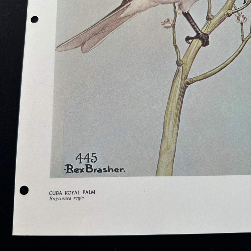 1968 Rex Brasher Gray KingBird Vintage Original Book Plate Wall Art Decor - Picture 3 of 5
